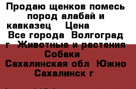 Продаю щенков помесь пород алабай и кавказец. › Цена ­ 1 500 - Все города, Волгоград г. Животные и растения » Собаки   . Сахалинская обл.,Южно-Сахалинск г.